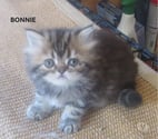Javaugues - Haute-Loire — A RESERVER MAGNIFIQUE CHATON PERSAN FEMELLE LOOF