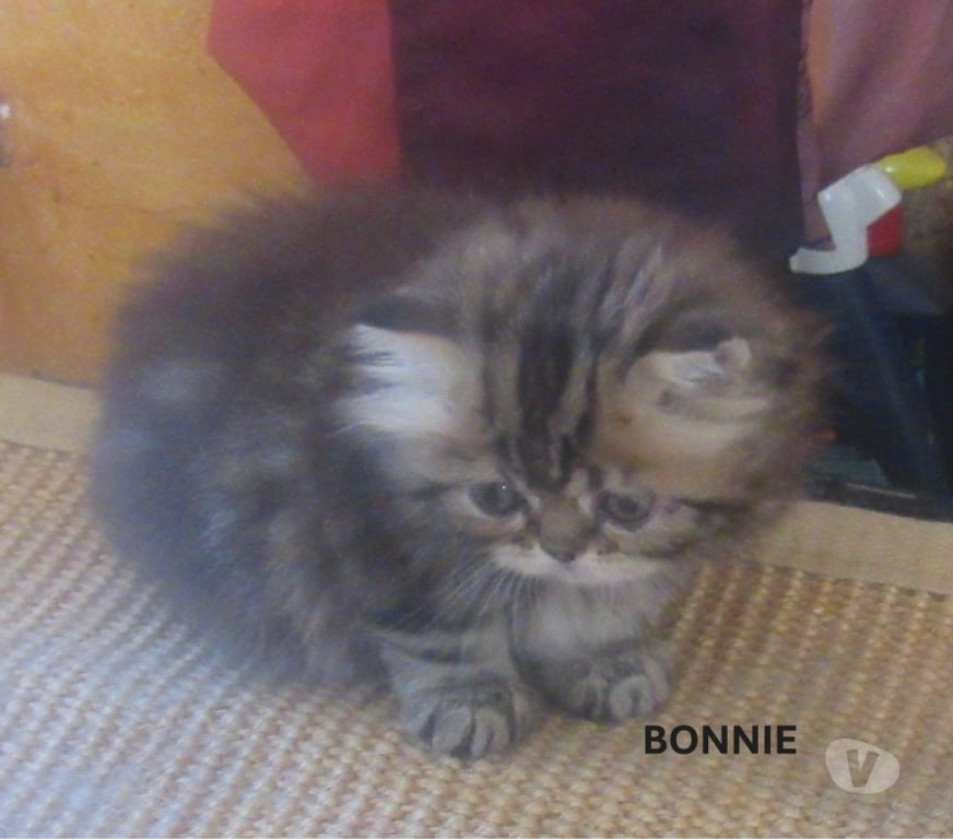 Vente Haute-Loire Javaugues - 43100 - Photos Vivastreet A RESERVER MAGNIFIQUE CHATON PERSAN FEMELLE LOOF