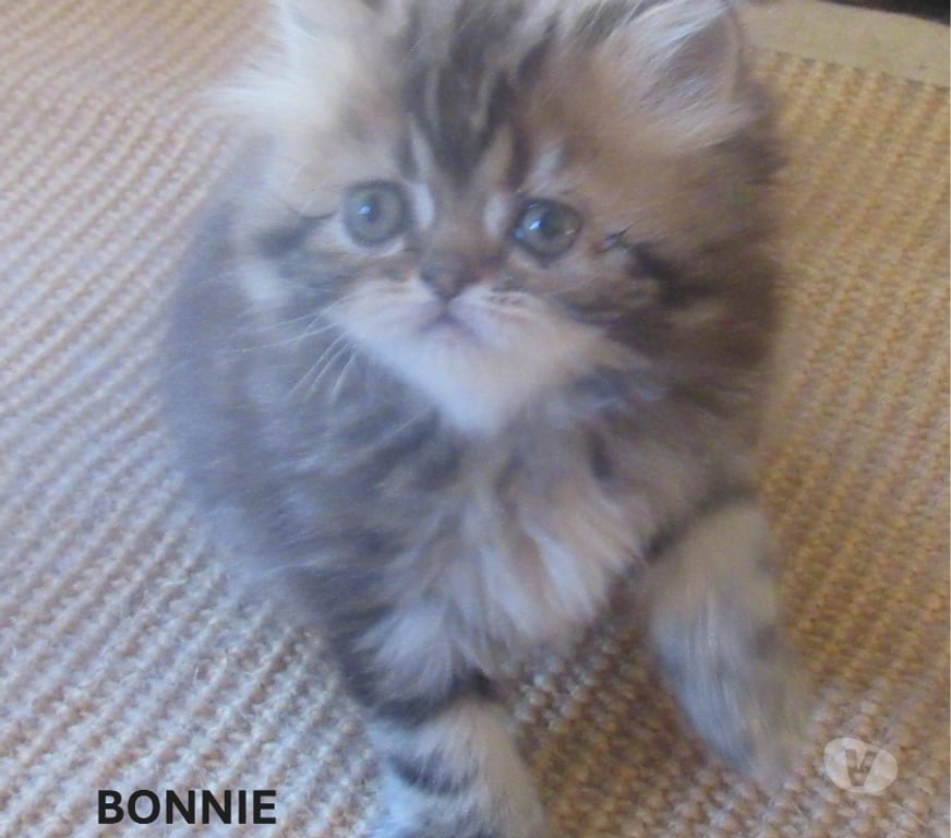 Vente Haute-Loire Javaugues - 43100 - Photos Vivastreet A RESERVER MAGNIFIQUE CHATON PERSAN FEMELLE LOOF