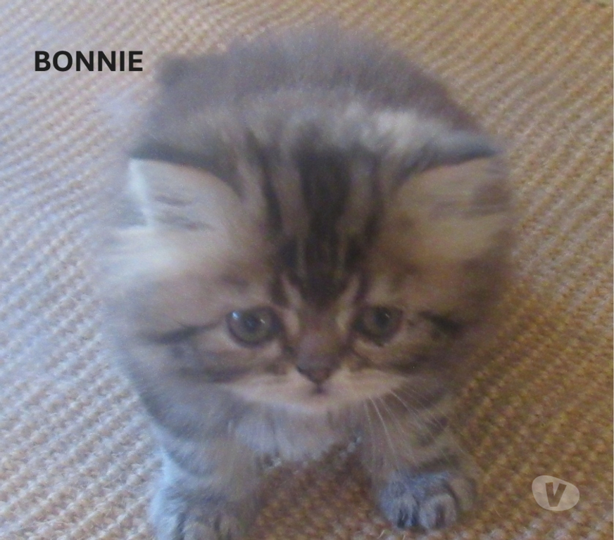 Vente Haute-Loire Javaugues - 43100 - Photos Vivastreet A RESERVER MAGNIFIQUE CHATON PERSAN FEMELLE LOOF