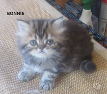 Photos Vivastreet A RESERVER MAGNIFIQUE CHATON PERSAN FEMELLE LOOF
