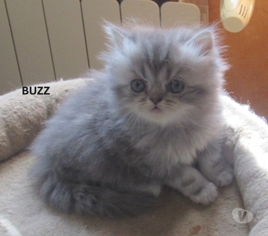 Vente Haute-Loire Javaugues - 43100 - Photos Vivastreet 3 CHATONS PERSANS MALES LOOF A RESERVER