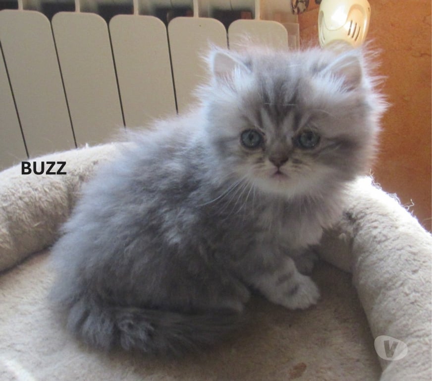 Vente Haute-Loire Javaugues - 43100 - Photos Vivastreet 3 CHATONS PERSANS MALES LOOF A RESERVER