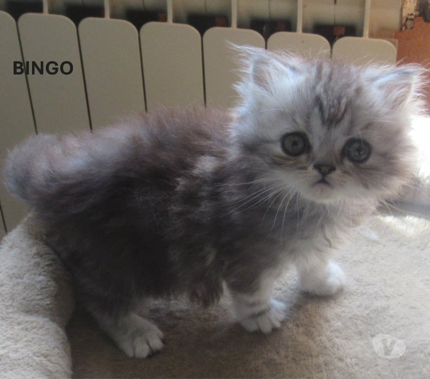 Vente Haute-Loire Javaugues - 43100 - Photos Vivastreet 3 CHATONS PERSANS MALES LOOF A RESERVER