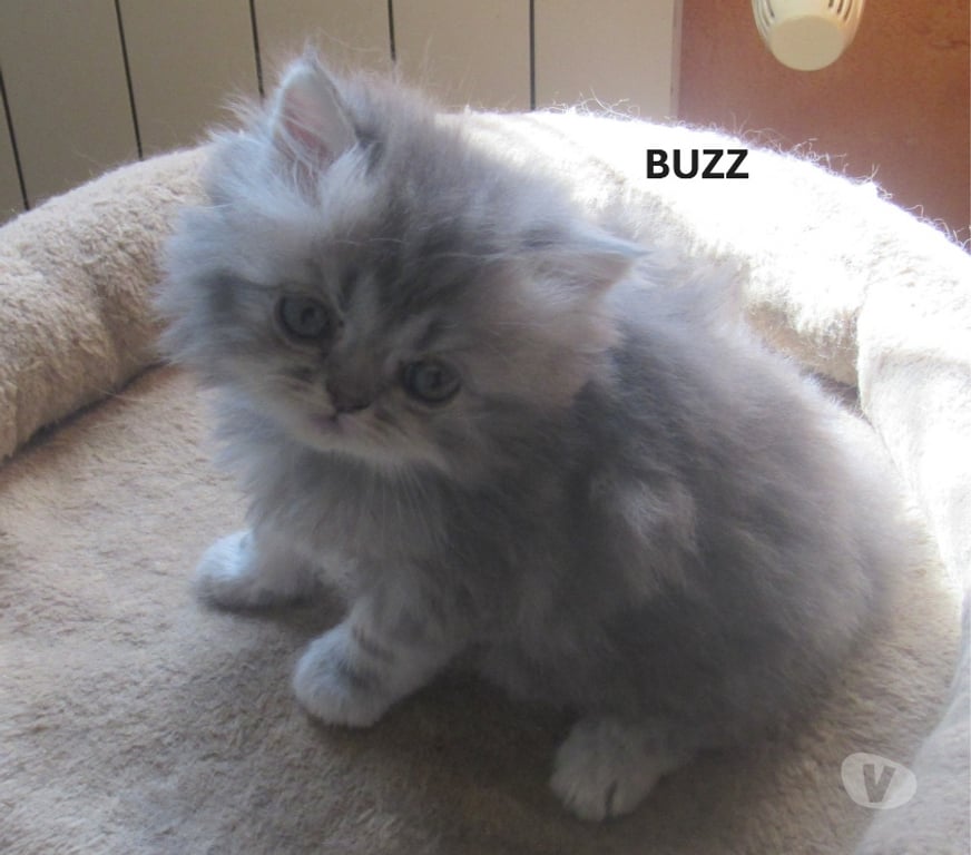 Vente Haute-Loire Javaugues - 43100 - Photos Vivastreet 3 CHATONS PERSANS MALES LOOF A RESERVER