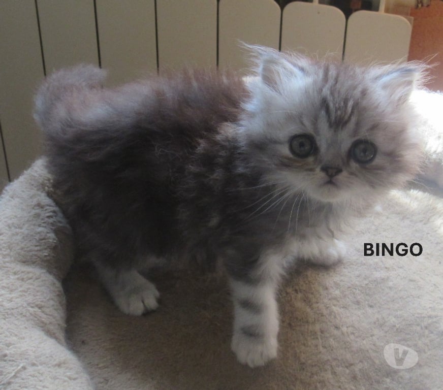 Vente Haute-Loire Javaugues - 43100 - Photos Vivastreet 3 CHATONS PERSANS MALES LOOF A RESERVER