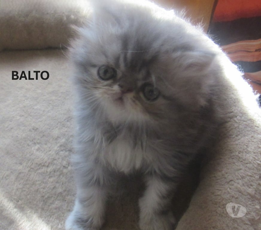 Vente Haute-Loire Javaugues - 43100 - Photos Vivastreet 3 CHATONS PERSANS MALES LOOF A RESERVER