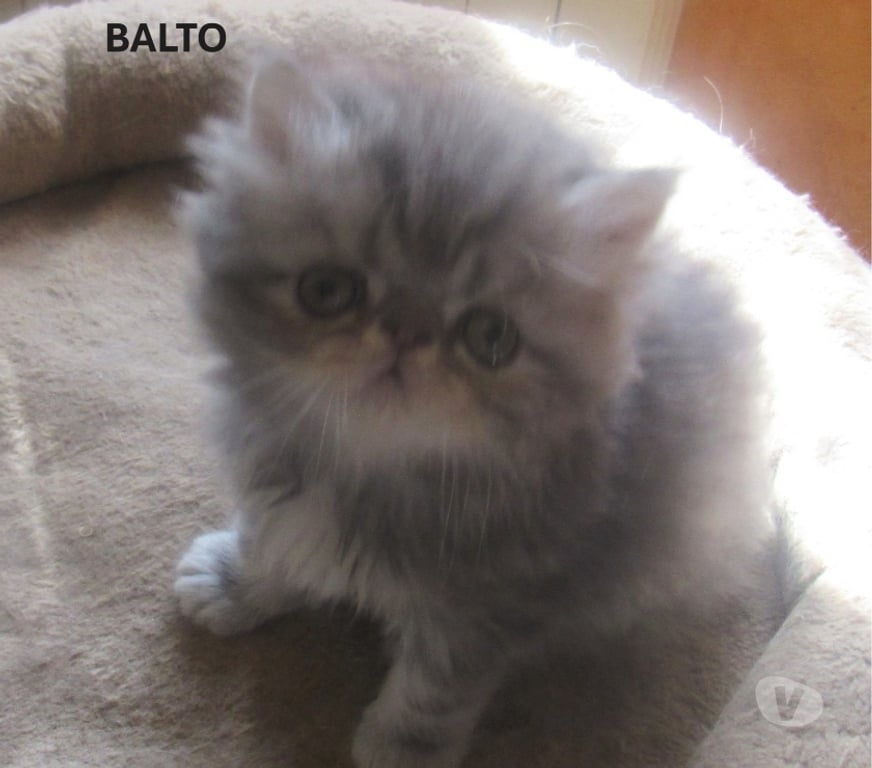 Vente Haute-Loire Javaugues - 43100 - Photos Vivastreet 3 CHATONS PERSANS MALES LOOF A RESERVER