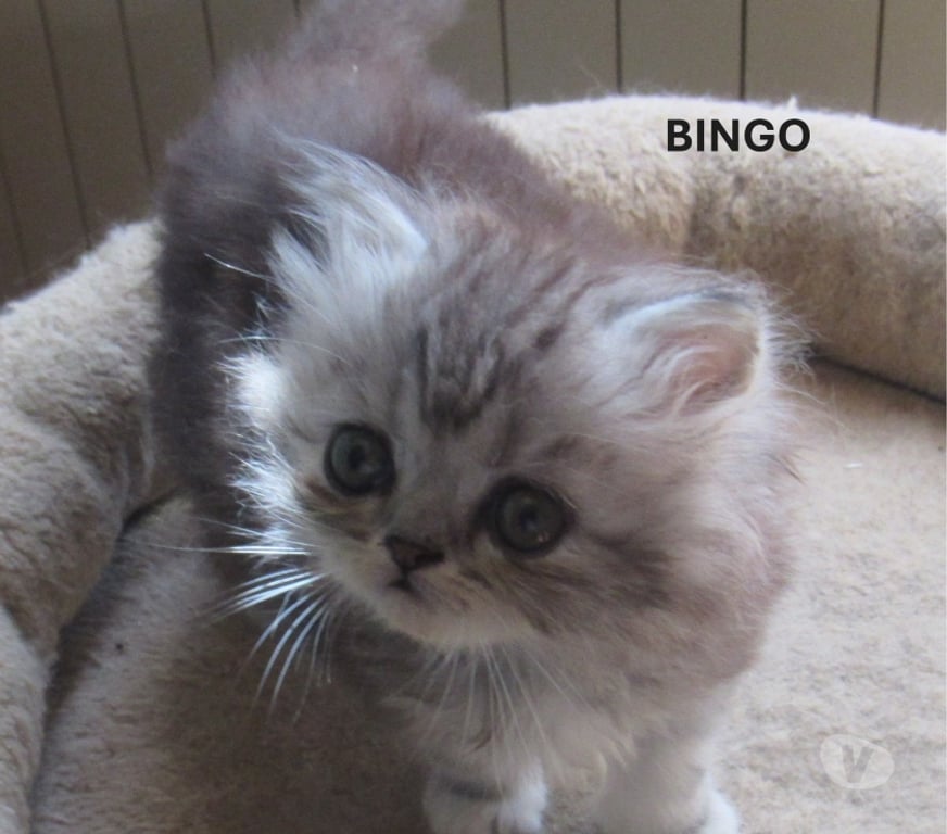 Vente Haute-Loire Javaugues - 43100 - Photos Vivastreet 3 CHATONS PERSANS MALES LOOF A RESERVER