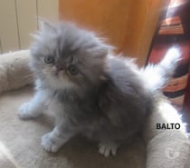 Photos Vivastreet 3 CHATONS PERSANS MALES LOOF A RESERVER