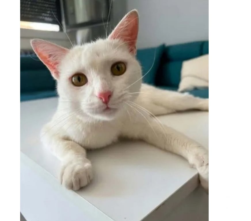 Don animaux Aude Carcassonne - Photos Vivastreet Flocon jeune et adorable chatte cherche famille