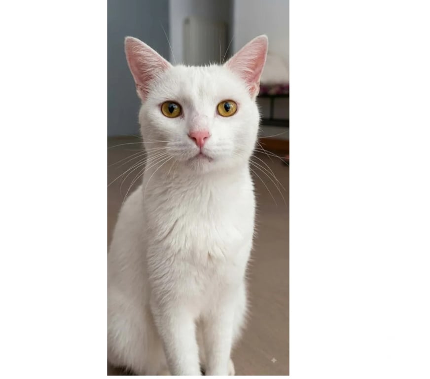 Don animaux Aude Carcassonne - Photos Vivastreet Flocon jeune et adorable chatte cherche famille