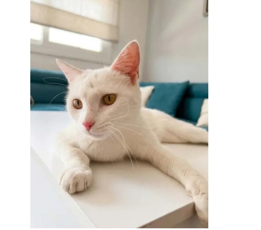Don animaux Aude Carcassonne - Photos Vivastreet Flocon jeune et adorable chatte cherche famille