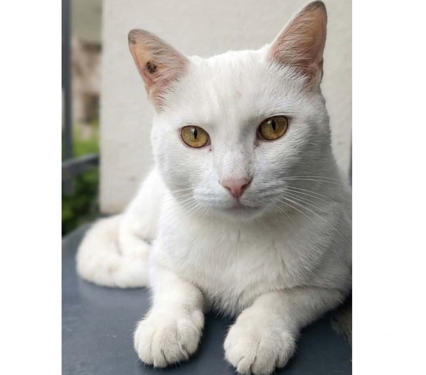 Don animaux Aude Carcassonne - Photos Vivastreet Flocon jeune et adorable chatte cherche famille