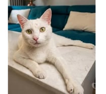 Photos Vivastreet Flocon jeune et adorable chatte cherche famille