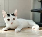 Orus adorable chaton 4 mois cherche famille