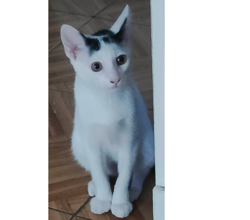 Don animaux Aude Carcassonne - Photos Vivastreet Orus adorable chaton 4 mois cherche famille
