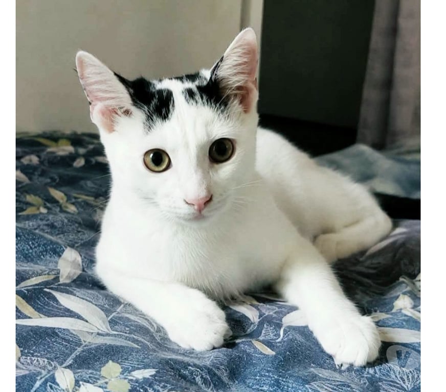 Don animaux Aude Carcassonne - Photos Vivastreet Orus adorable chaton 4 mois cherche famille