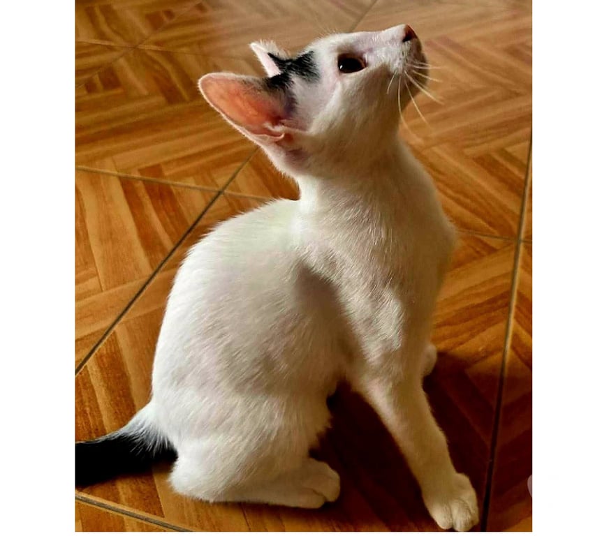 Don animaux Aude Carcassonne - Photos Vivastreet Orus adorable chaton 4 mois cherche famille