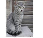 Villalbe - Carcassonne — Loulou chaton 4 mois cherche famille