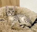 Villalbe - Carcassonne — Roméo chaton 4 mois cherche famille
