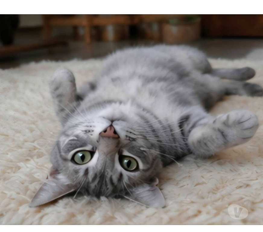 Don animaux Aude Carcassonne - Photos Vivastreet Loulou chaton 4 mois cherche famille