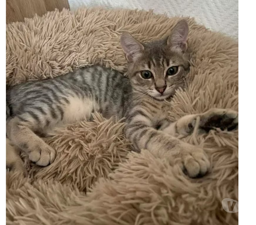 Don animaux Aude Carcassonne - Photos Vivastreet Roméo chaton 4 mois cherche famille