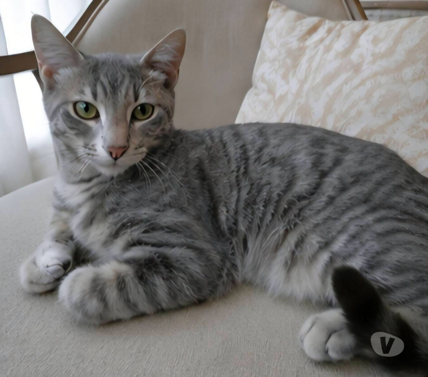 Don animaux Aude Carcassonne - Photos Vivastreet Loulou chaton 4 mois cherche famille