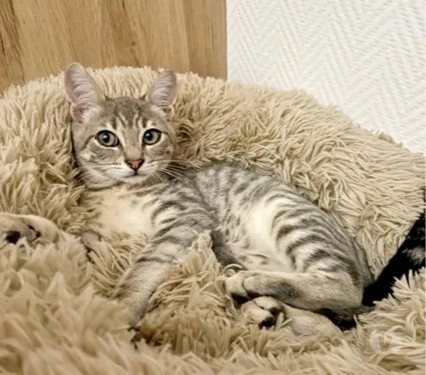 Don animaux Aude Carcassonne - Photos Vivastreet Roméo chaton 4 mois cherche famille