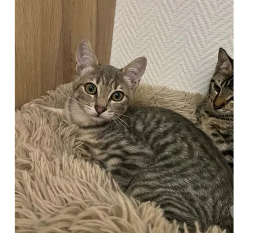 Don animaux Aude Carcassonne - Photos Vivastreet Roméo chaton 4 mois cherche famille