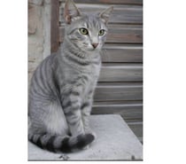 Photos Vivastreet Loulou chaton 4 mois cherche famille