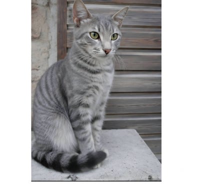Don animaux Villalbe Carcassonne - Photos Vivastreet Loulou chaton 4 mois cherche famille