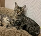 Villalbe - Carcassonne — ALTO chaton 4 mois cherche famille