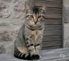 Villalbe - Carcassonne — RIRI chaton 4 mois cherche famille