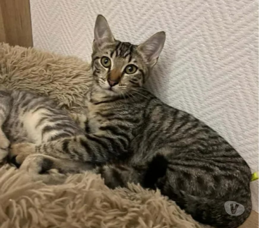 Don animaux Aude Carcassonne - Photos Vivastreet ALTO chaton 4 mois cherche famille