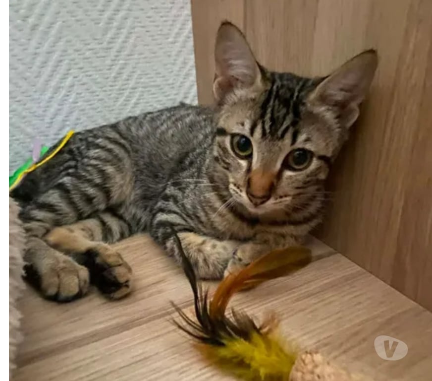 Don animaux Aude Carcassonne - Photos Vivastreet ALTO chaton 4 mois cherche famille
