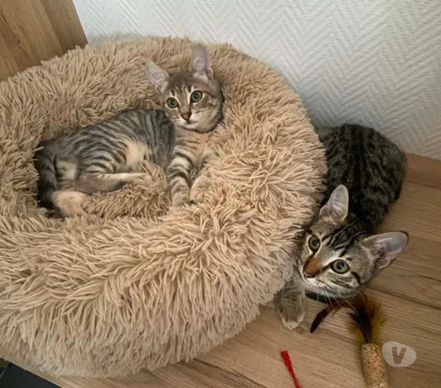 Don animaux Aude Carcassonne - Photos Vivastreet ALTO chaton 4 mois cherche famille