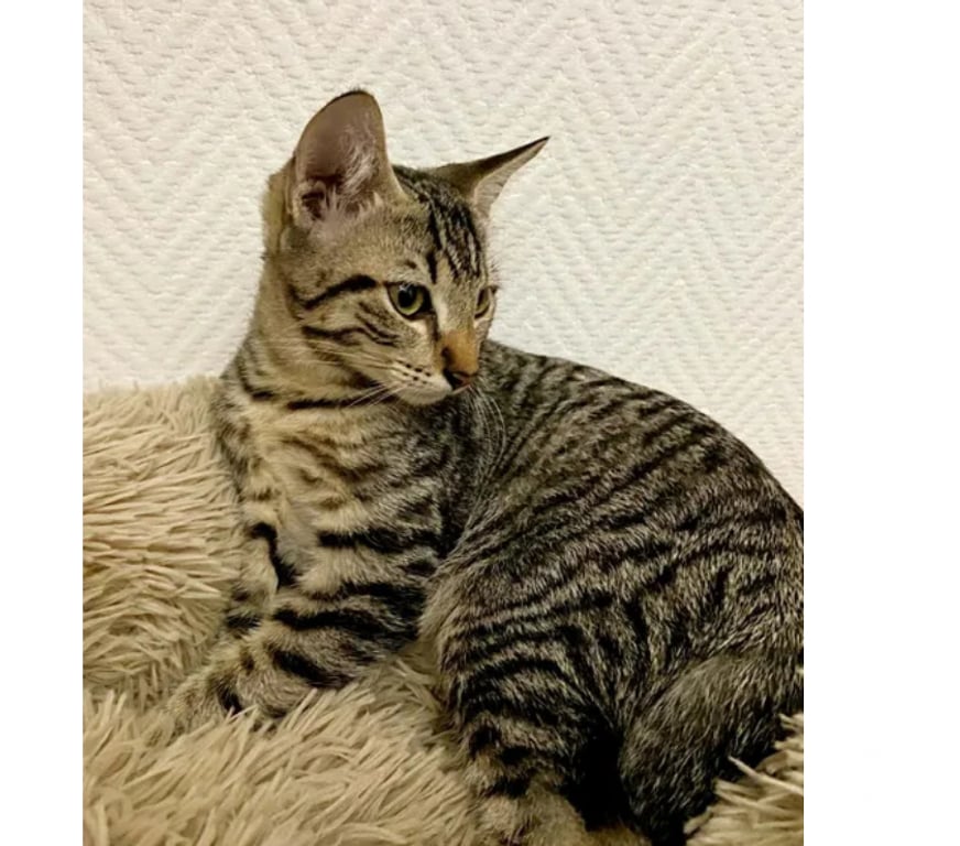 Don animaux Aude Carcassonne - Photos Vivastreet ALTO chaton 4 mois cherche famille