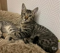 Photos Vivastreet ALTO chaton 4 mois cherche famille