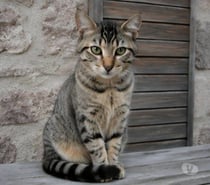 Photos Vivastreet RIRI chaton 4 mois cherche famille