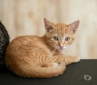 Villalbe - Carcassonne — Ben chaton 3 mois cherche famille