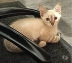 Villalbe - Carcassonne — Max chaton 3 mois cherche famille