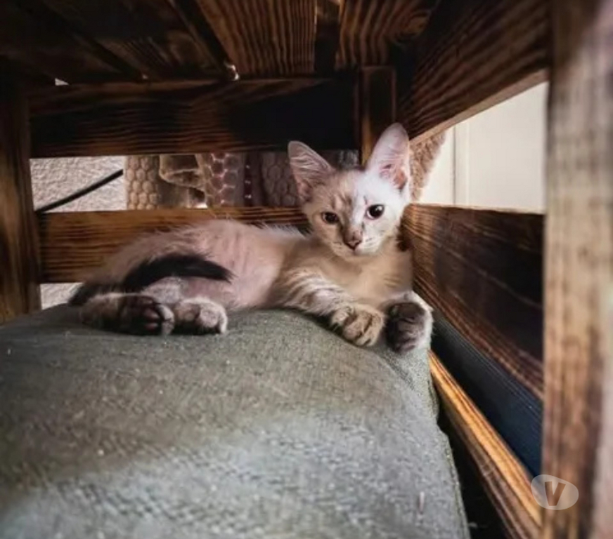 Don animaux Aude Carcassonne - Photos Vivastreet Max chaton 3 mois cherche famille