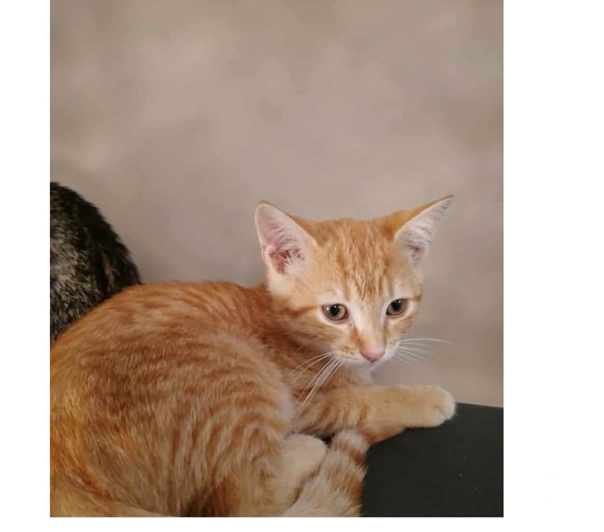 Don animaux Aude Carcassonne - Photos Vivastreet Ben chaton 3 mois cherche famille