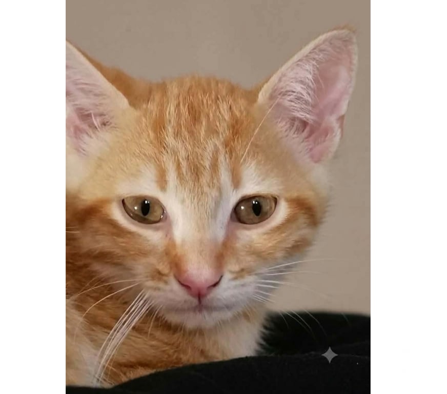 Don animaux Aude Carcassonne - Photos Vivastreet Ben chaton 3 mois cherche famille