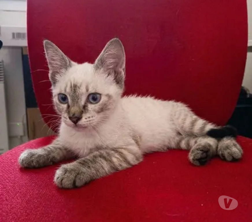 Don animaux Aude Carcassonne - Photos Vivastreet Max chaton 3 mois cherche famille