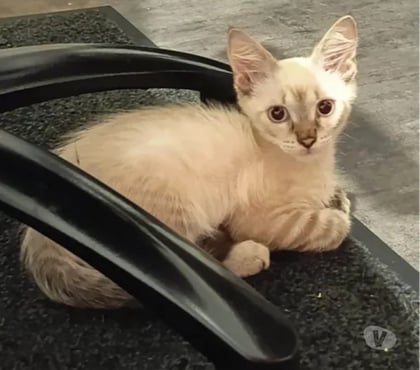 Don animaux Villalbe Carcassonne - Photos Vivastreet Max chaton 3 mois cherche famille