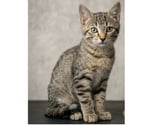 Villalbe - Carcassonne — Nuts chaton 3 mois cherche famille