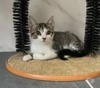 Villalbe - Carcassonne — Teha chatonne 2 mois 1 2  cherche famille