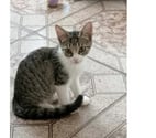 Villalbe - Carcassonne — Perle chatonne 2 mois 1 2  cherche famille